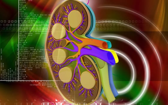 Digital illustration of kidney in colour background