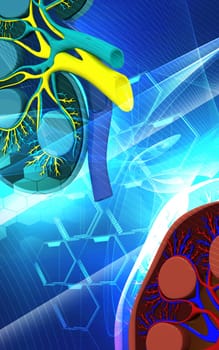 Digital illustration of kidney in colour background