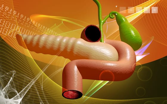 Digital illustration of pancreas in colour background
