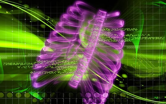 Digital illustration of rib cage in colour background