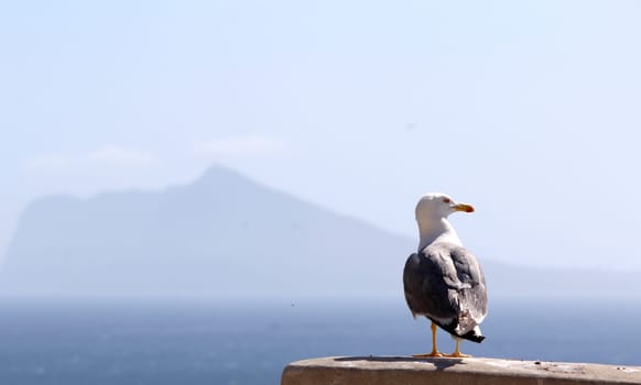 The Yellow-legged Gull (Larus michahellis), in Natural Park of Penon de Ifach situated in Calp, Spain.