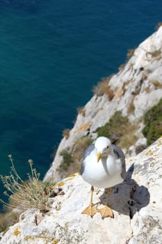 The Yellow-legged Gull (Larus michahellis), in Natural Park of Penon de Ifach situated in Calp, Spain..