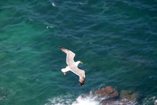 The Yellow-legged Gull (Larus michahellis), in Natural Park of Peñón de Ifach situated in Calp, Spain..