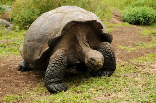 Galapagos Giant Tortoise
