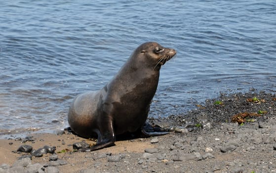Galapagos Sea Lion