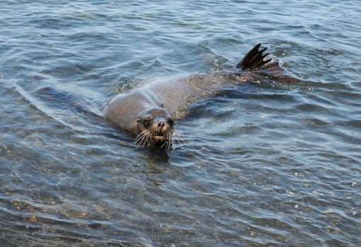 Sea lion in Galapagos