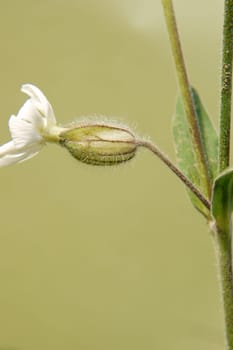 The close-up of limeweed,Silene vulgaris.