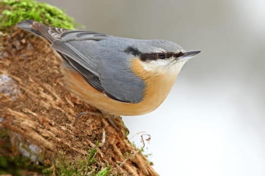 The nuthatch - Sitta europaea