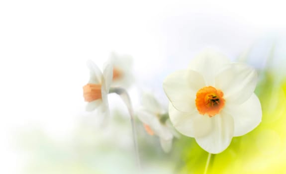 Daffodils Higk Key on white background
