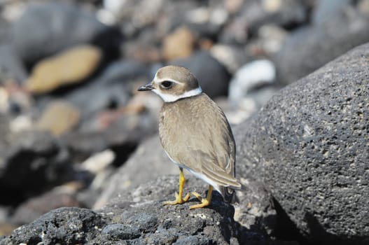 One Adult Kentish Plover Water Bird near a Rock Beach