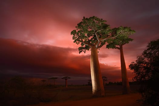 Avenue of the Baobab