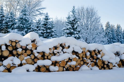 Stack of cut timber logs in a forest