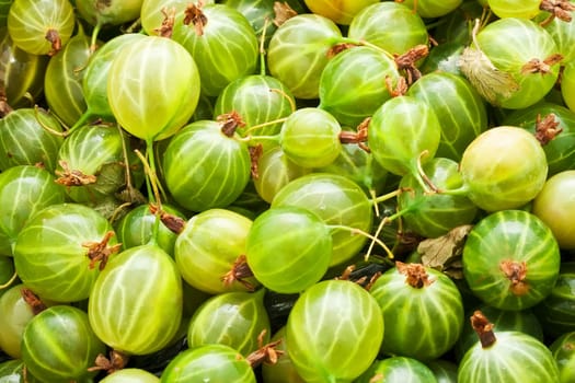 Fresh green gooseberries making full frame background