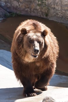 Beautiful photo of big and strong brown Bear in zoo