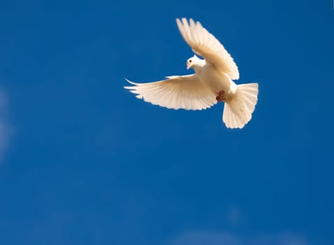 Nice close-up photo of white flying pigeon