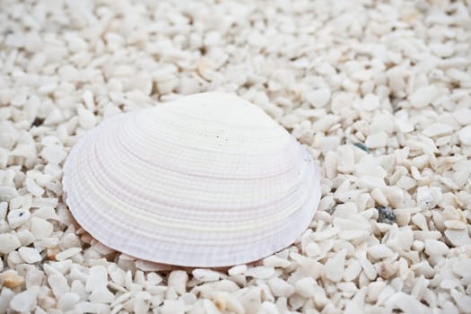 Background made from tropical seashells on sandy beach