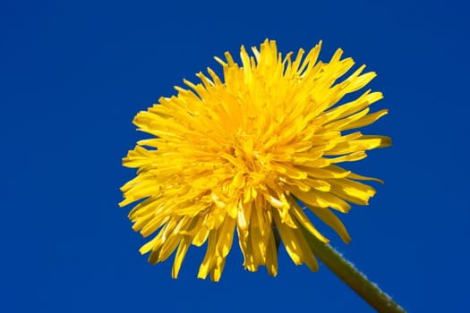 Beautiful bright yellow dandelion flower, spring photo