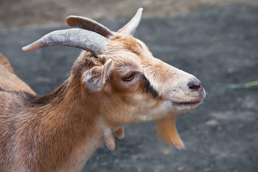 Nice close-up portrait of cute baby goat