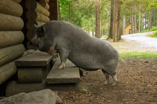 Pig enters the house