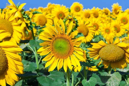 Beautiful blooming field of sunflowers under blue sky