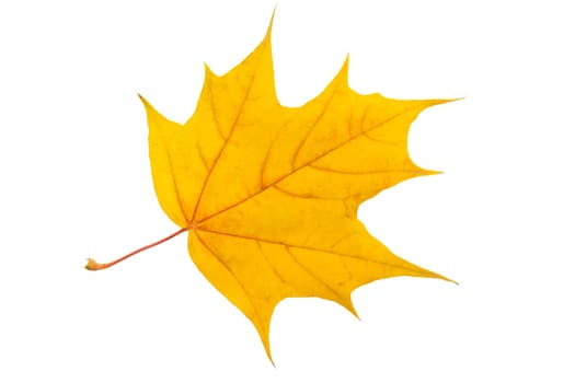Beautiful maple leaf isolated on white background
