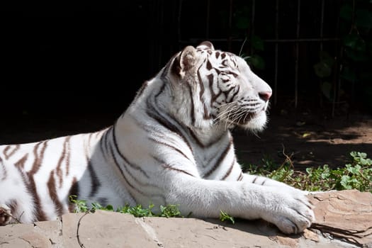 Beautiful close-up portrait of majestic White Tiger