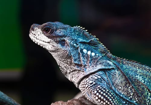 Beautiful close up photo of reptile