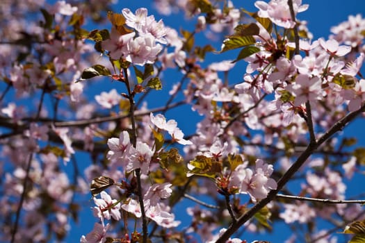 Beautiful pink flowers of Cherry blossom or Japanese Sakura in spring bloom
