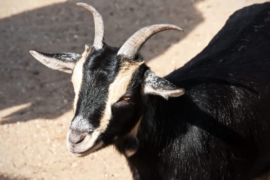 Nice close-up portrait of cute baby goat
