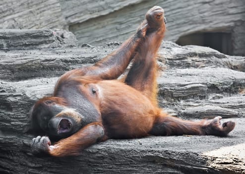 Cute photo of great ape red Bornean Orangutan
