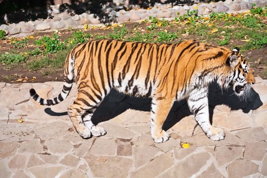 Wild and agressive Bengal tiger in zoo