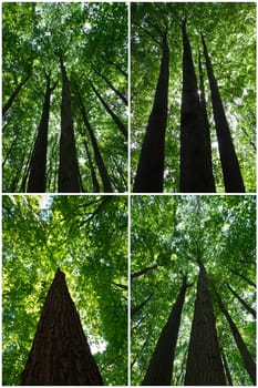 Beautiful photos of green forest on sunny day