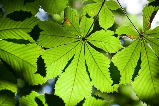Lush green leaves background in bright sunlight