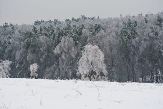 Nice photo of winter forest covered by white snow