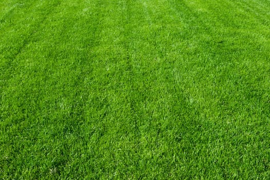 Green lush grass background under bright sunlight