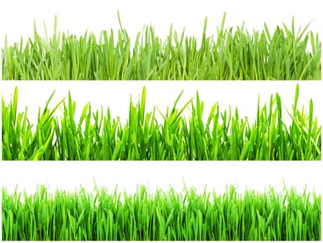 Fresh green grass isolated on white background