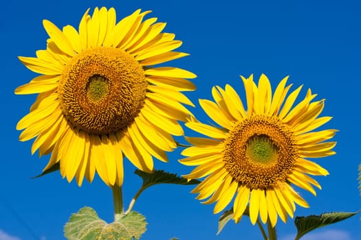 Beautiful close-up photo of big yellow sunflower
