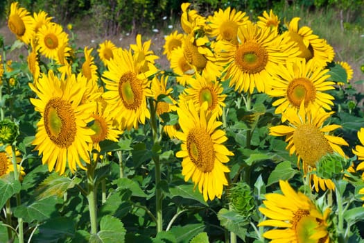 Beautiful blooming field of sunflowers under blue sky