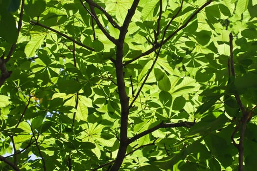 Lush green leaves background in bright sunlight
