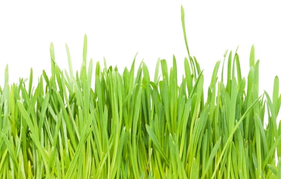Fresh green grass isolated on white background
