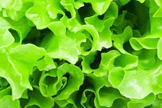 Green curvy leaves of fresh Lettuce salad