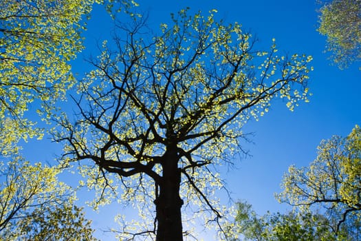 Big green tree under blue sky in spring