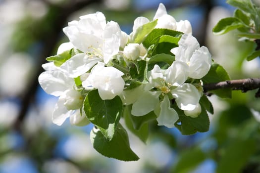 Beautiful spring blossom of apple cherry tree with white flowers