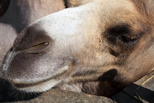 Nice close up photo of big camel