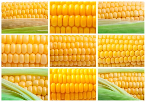 Yellow corn collection