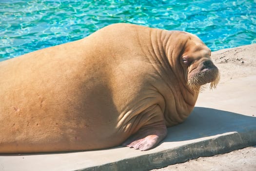 Fat and heavy sea mammal Walrus in zoo