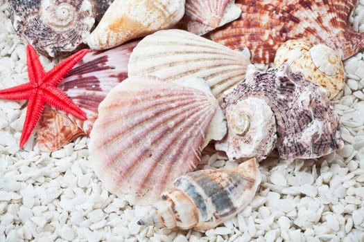 Background made from tropical seashells on sandy beach