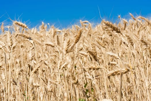 Beautiful golden wheat field under blue sky