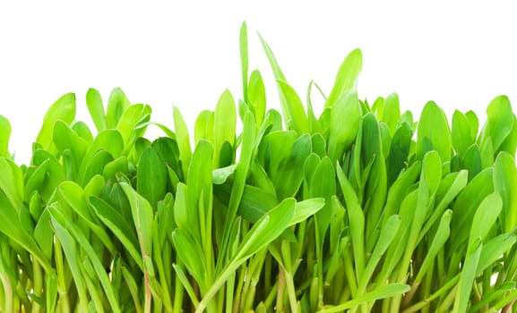 Fresh green grass isolated on white background