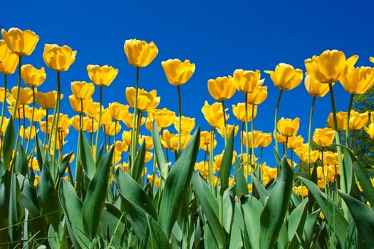Beautiful colourful tulip flowers background in spring